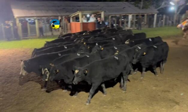 Paso Casildo: Lote de terneros pesados a U$S 536
