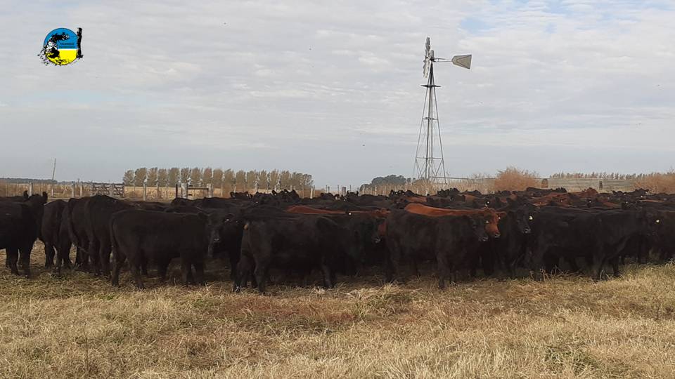imagen de ganado en el campo, la sequía incrementa el ritmo de faena en argentina 