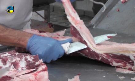 Faena Bovina fue de 41.329 cabezas