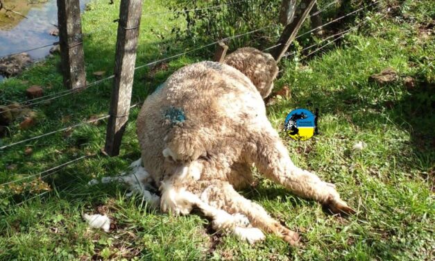 Comunicado de la SCCU por ataque de perros