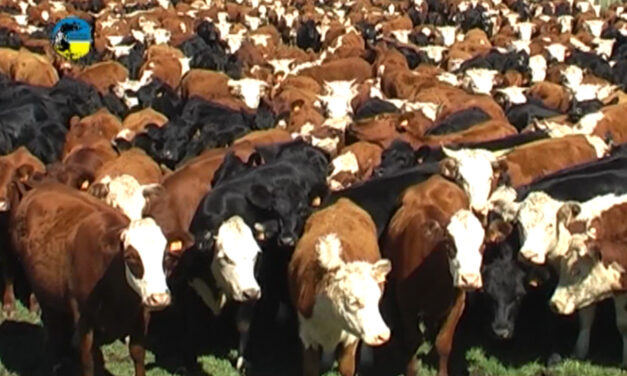 Novillo Mercosur tuvo subas y bajas de precios