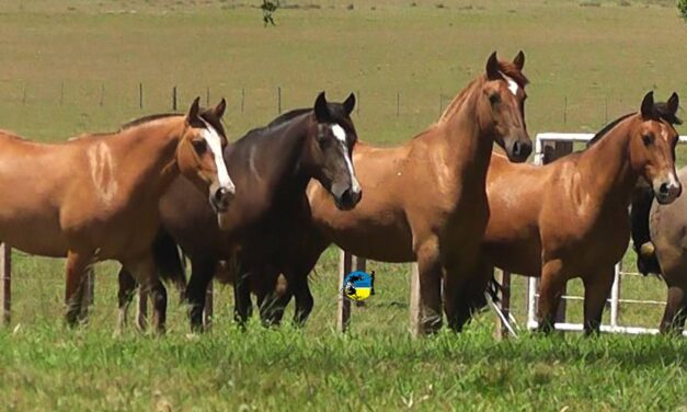 El precio del equino se ubicó en $42.56 en Mayo