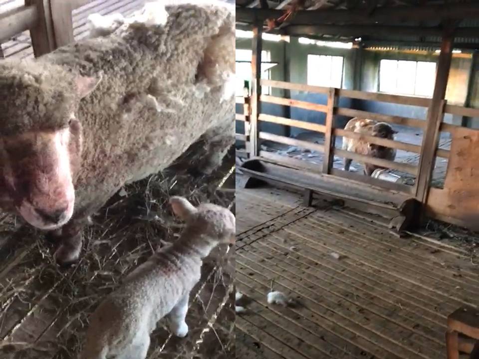 imagen de ovinos lastimados en el feroz ataque de perros a cabaña "granja roland"