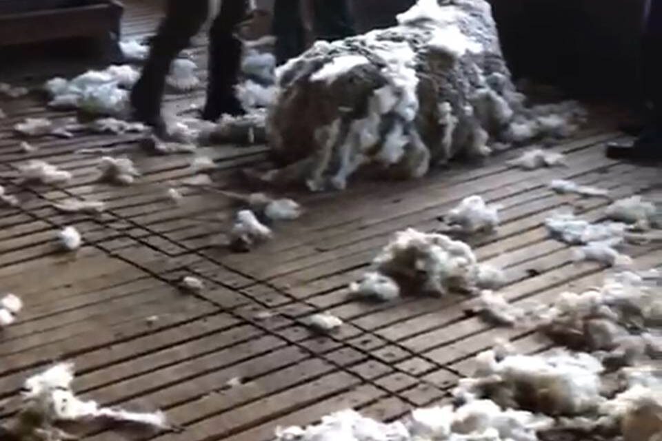 Feroz ataque de perros a Cabaña «Granja Roland»