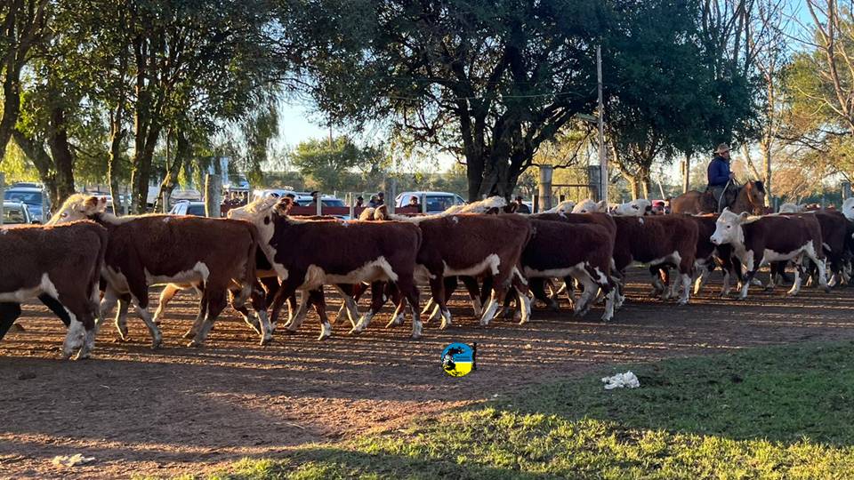 imagen de ganado en la pista de paso casildo: demanda por terneros pesados 