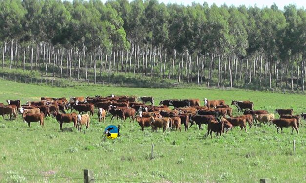 Novillo Mercosur: continúan las bajas de precios