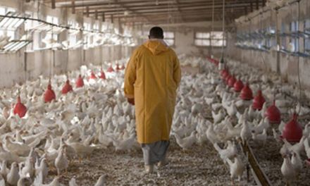 Brasil confirma primer brote de gripe aviar en aves de corral