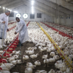En 15 días Brasil suma 24 focos de influenza aviar