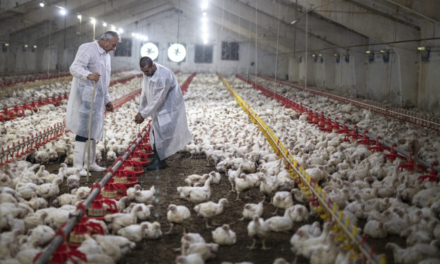 En 15 días Brasil suma 24 focos de influenza aviar