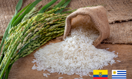 Requisitos fitosanitarios para exportar Arroz a Ecuador
