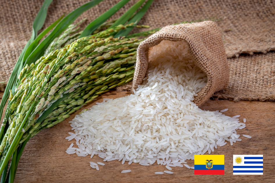 imagen de arroz, requisitos FITOSANITARIOS para exportar arroz a ecuador 