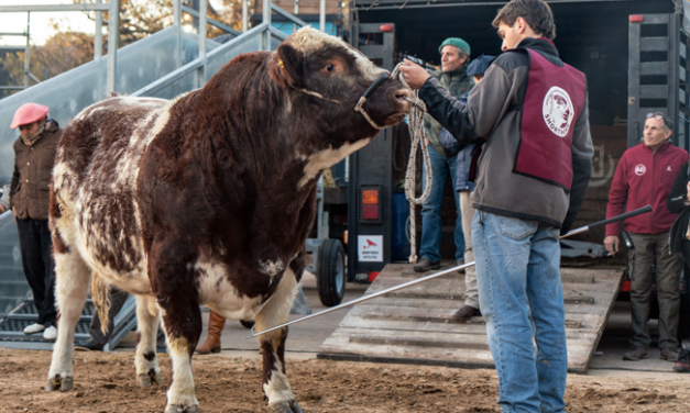 Expo Palermo recibe a los primeros animales