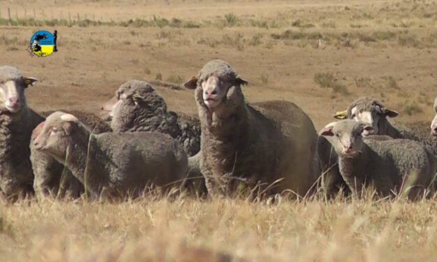 Federación Rural salió en defensa y reclamo por el rubro ovino