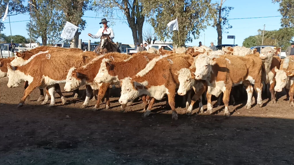 IMAGEN DE VACAS EN CURTINA: SE VENDIÓ TODO LO QUE PASÓ POR PISTA 