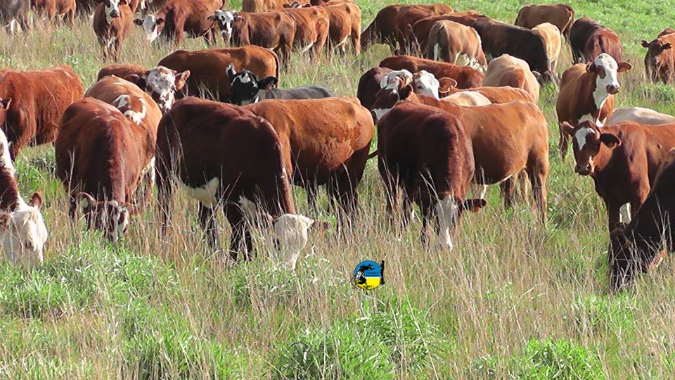 imagen de ganado en el campo, novillo mercosur: argentina da un nuevo salto