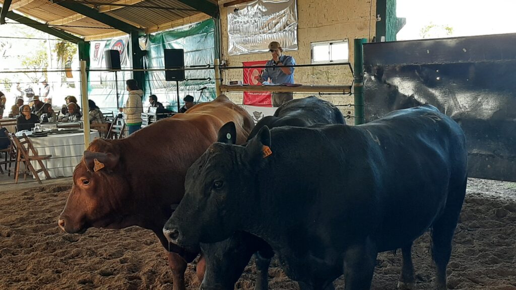 IMAGEN DE ALEJANDRO ZAMBRANO Y TOROS EN LA PISTA DE LA RURAL DE TACUAREMBÓ, SE COLOCARON CON GRAN DEMANDA LOS TOROS DE RINCÓN DE LOS NEGROS