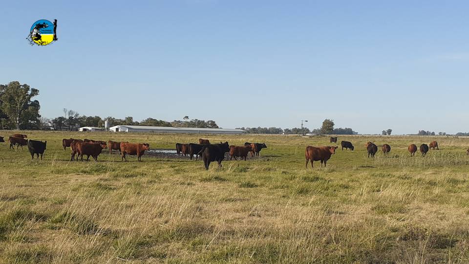 imagen de ganado en el campo, novillo mercosur: fuerte caída en argentina