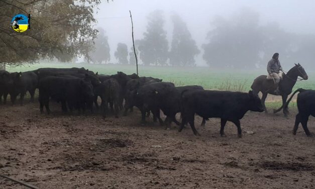 Novillo Mercosur: fuerte caída en Argentina