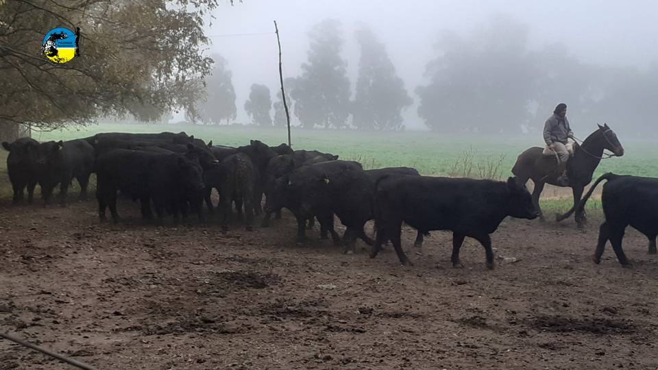 Novillo Mercosur: fuerte caída en Argentina