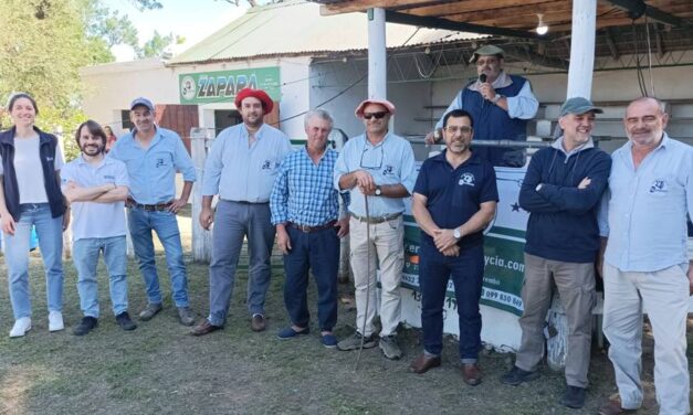 Zapará con una oferta de más de 1.000 lanares