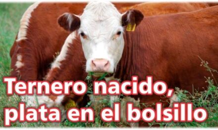 Palenque Rural: ternero nacido plata en el bolsillo