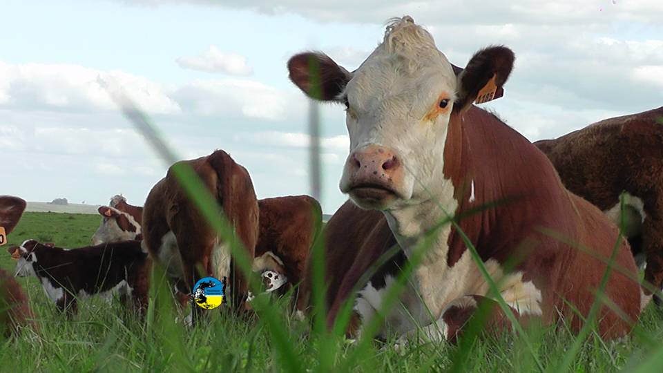 imagen de vacunos en el campo, el mercado ganadero está "raro"