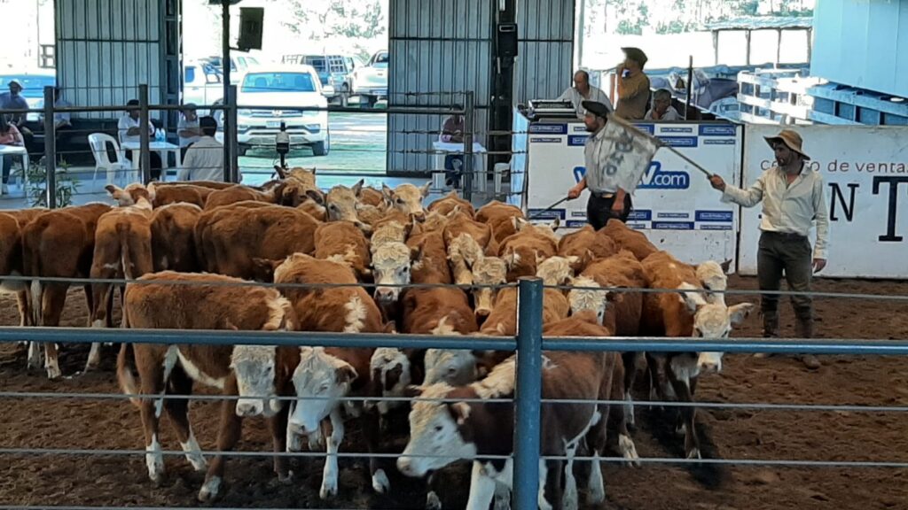 imagen de vaquillonas hereford en la pista, valdez concretó un muy buen remate en don tito