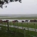 Lluvias mes de Agosto 2026