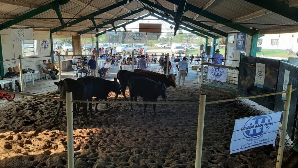 IMAGEN DE GANADOS EN LA PISTA EN EL REMATE ENTRE AMIGOS EN LA RURAL DE TACUAREMBÓ