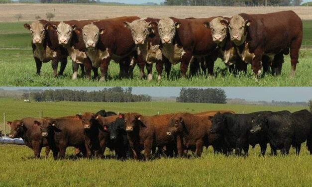 El miércoles se venden los toros de Santa Clara de Abella