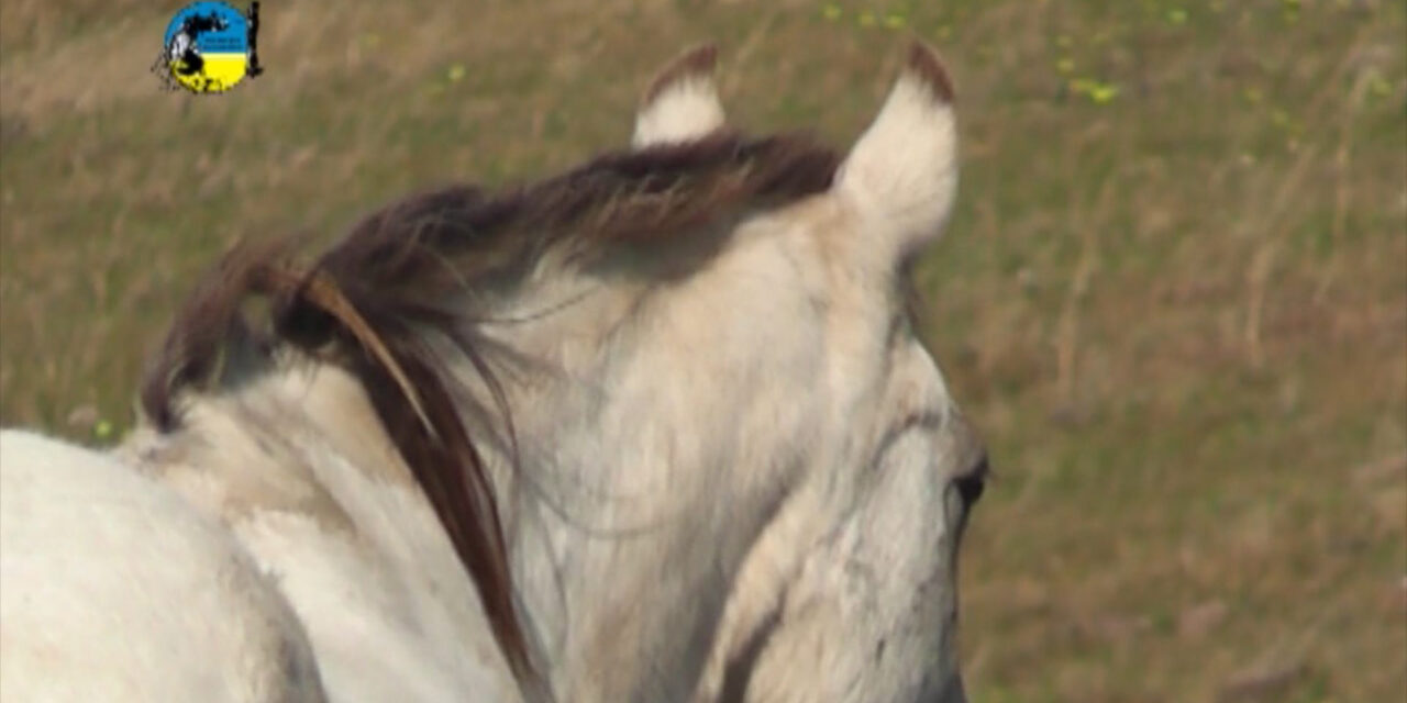 Casos positivos de encefalomielitis equina en Argentina