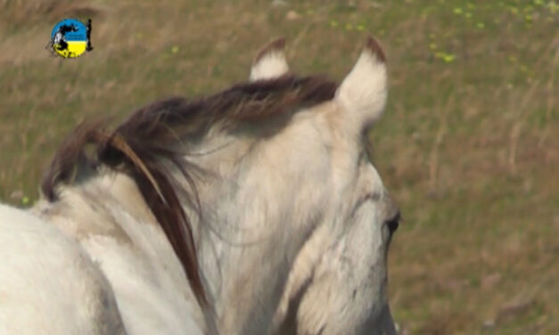 Casos positivos de encefalomielitis equina en Argentina