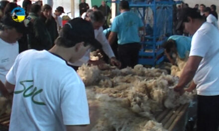 El mercado de lanas sigue activo