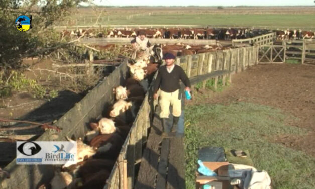 Novillo Mercosur: poca oferta provoca salto en Argentina