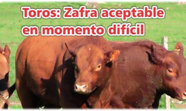 Palenque Rural: zafra aceptable en momento difícil