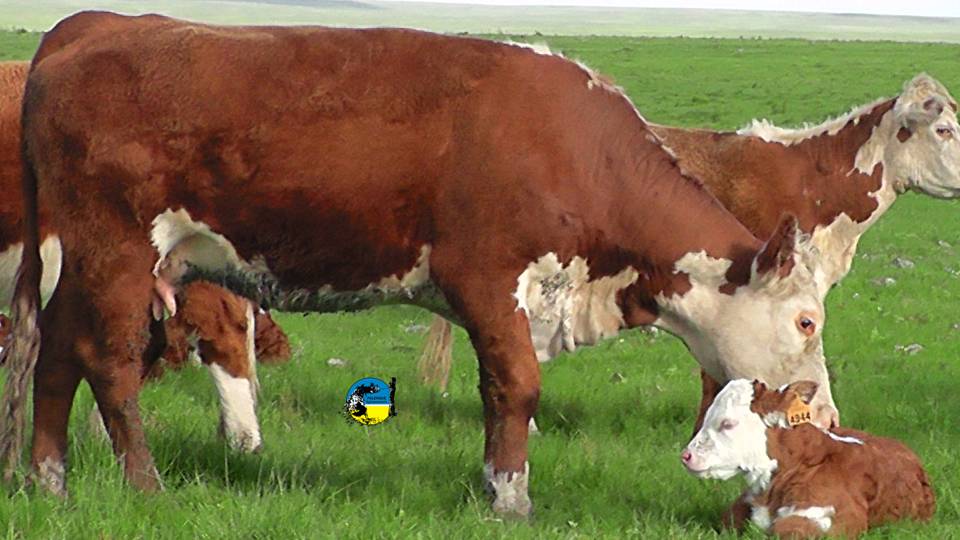 imagen de vaca con ternero en el campo, omisos declaración jurada dicose 2023 