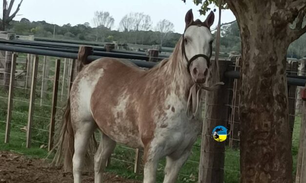 Encefalitis equina