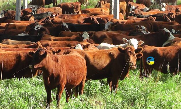 Plaza Rural dispersó el 94% de la oferta