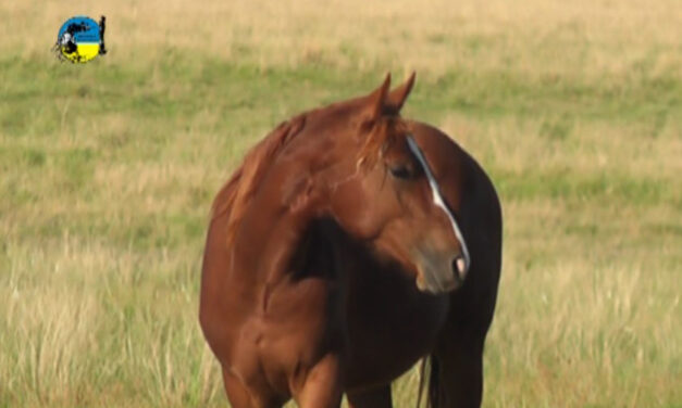Encefalitis equina en Uruguay es la del Oeste