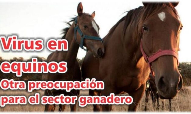 Palenque Rural: virus en equinos