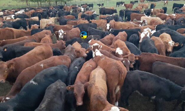 Novillo Mercosur registró nuevas subas de precio