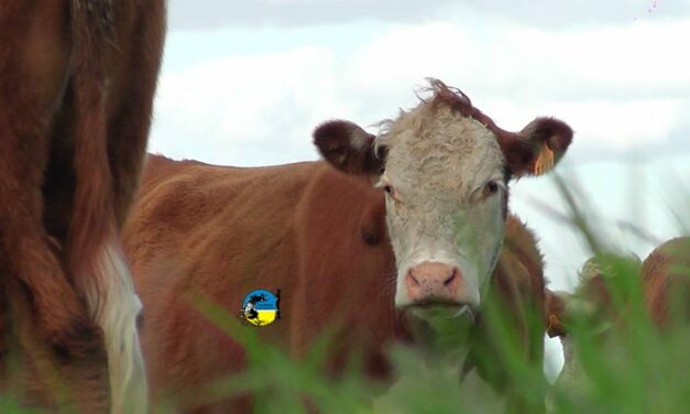 Novillo Mercosur: alineamiento de valores