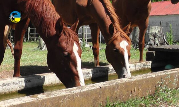 Valor del yeguarizo en noviembre fue de $46.23
