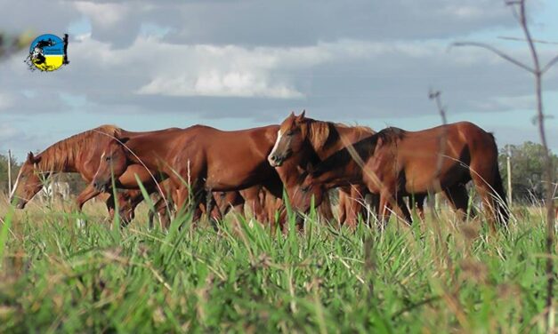 Ahora son 20 los casos de encefalomielitis equina