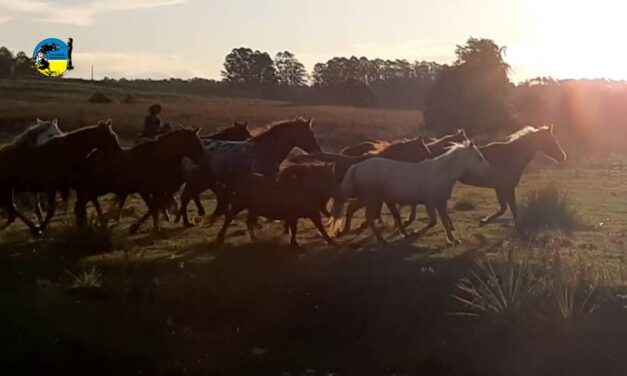 8 casos positivos en Uruguay de Encefalomielitis Equina