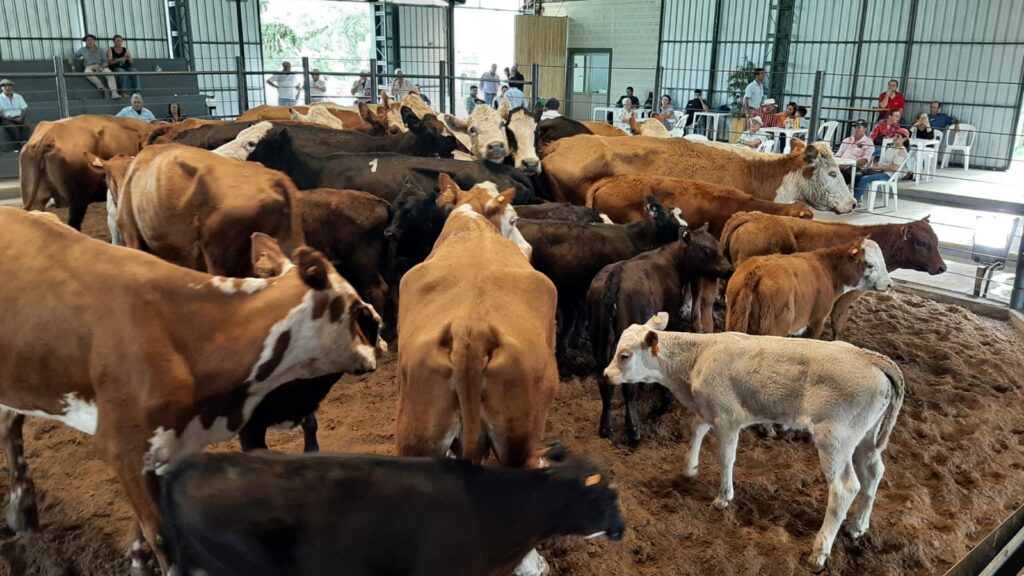 imagen de piezas de cría en la pista de otra buena feria en don tito
