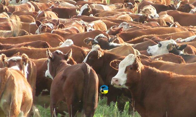 Espectacular remate de Plaza Rural para cerrar el año