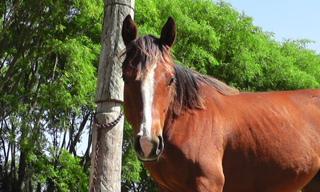 Primer caso de encefalitis equina en humanos en Uruguay
