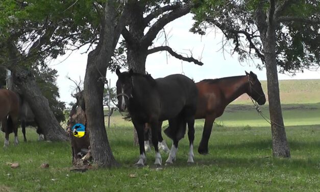Situación de la encefalomielitis equina esta semana