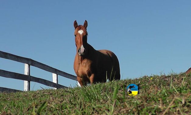 76 son los casos de encefalomielitis equina en Uruguay
